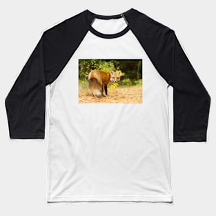 Red Fox, Algonquin Park Baseball T-Shirt